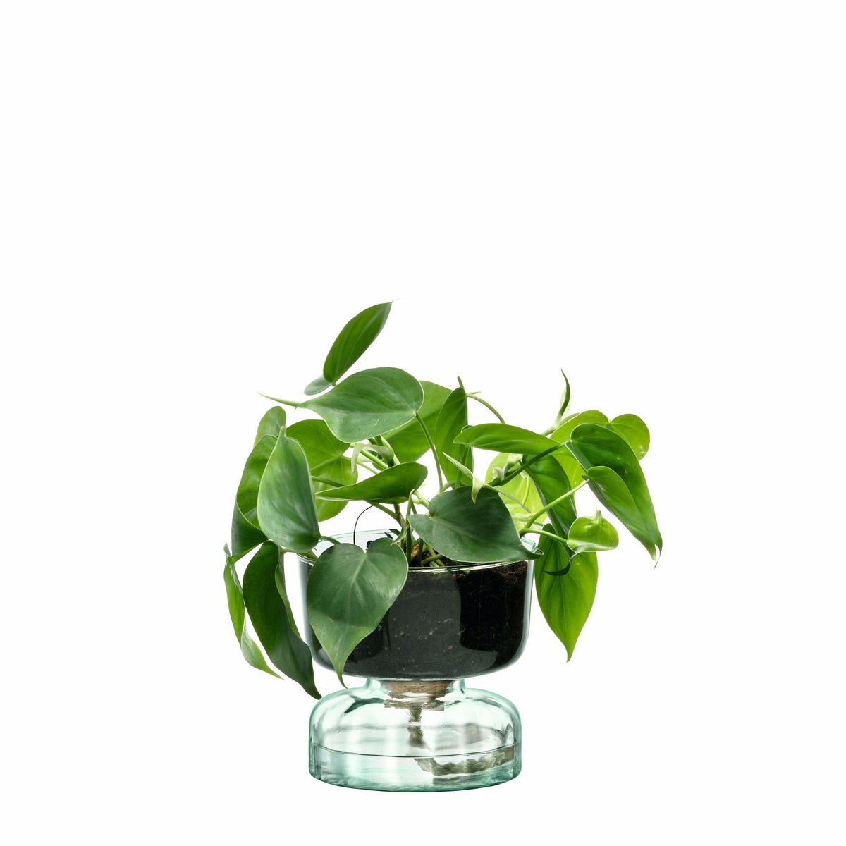 LSA Selfwatering Topf CANOPY in matte finish, H13cm, with visible water reservoir and plant inside.